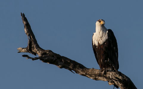 Vogelbeobachtung