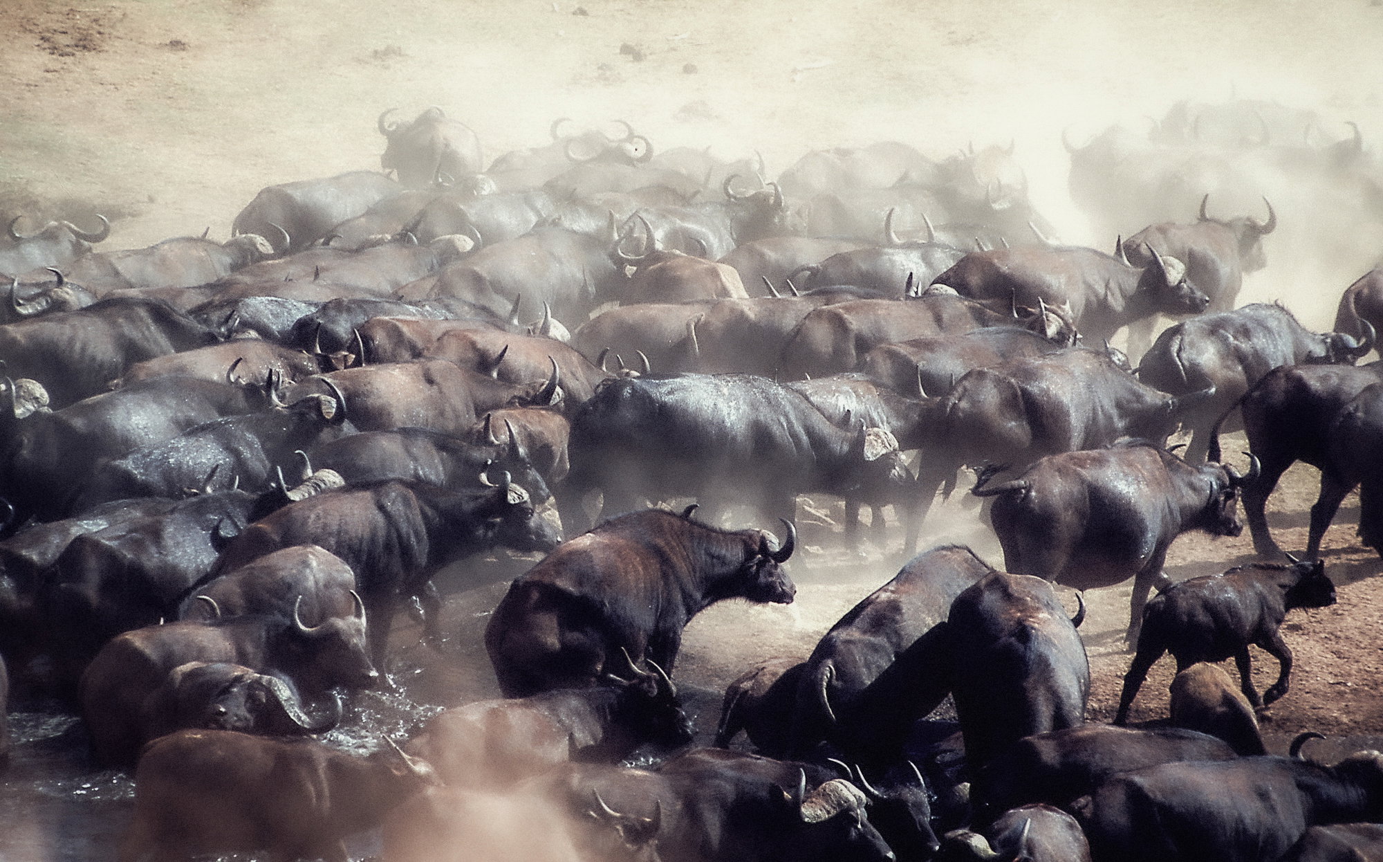 Buffaloes