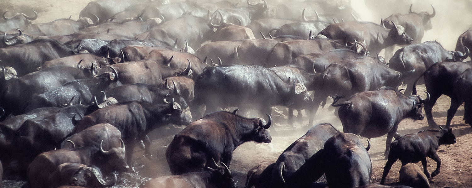 Buffaloes