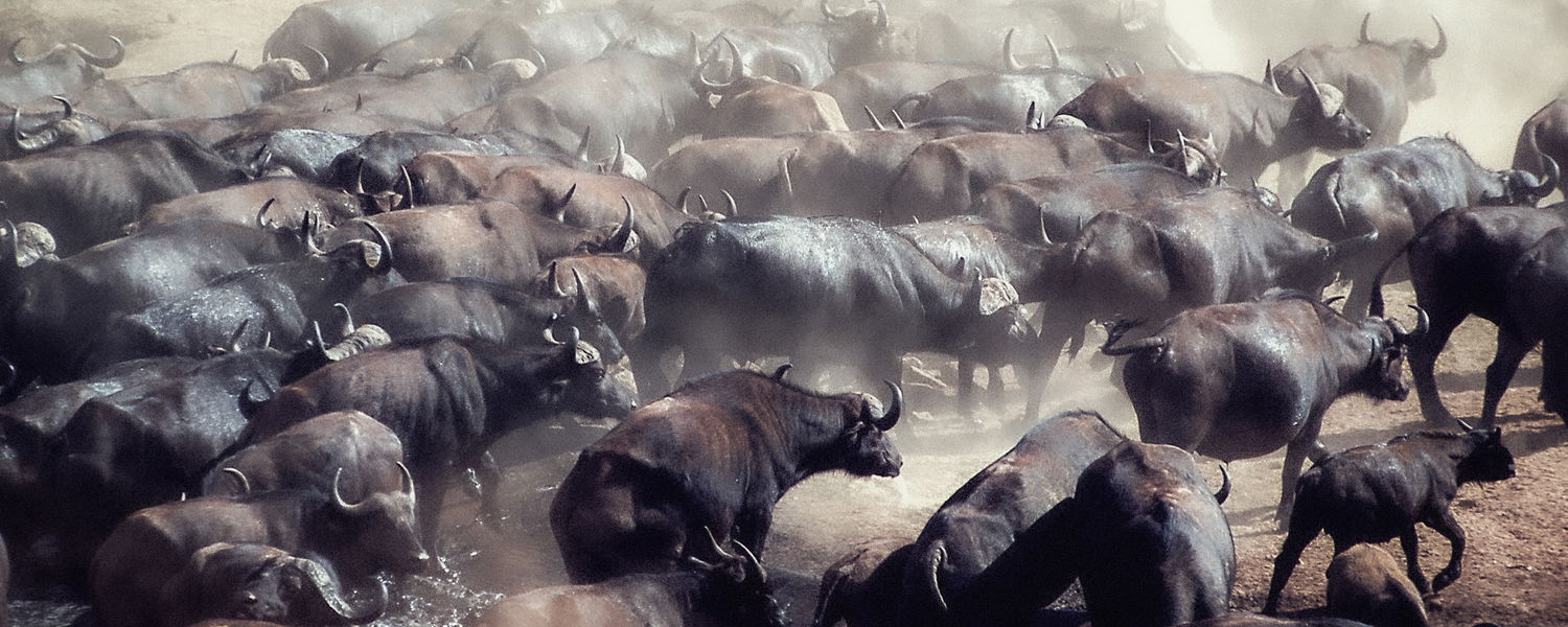 Buffaloes