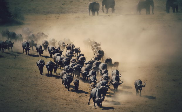 Buffaloes and elephants in the sand