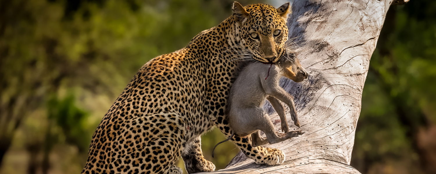 leopard with a baby whartog