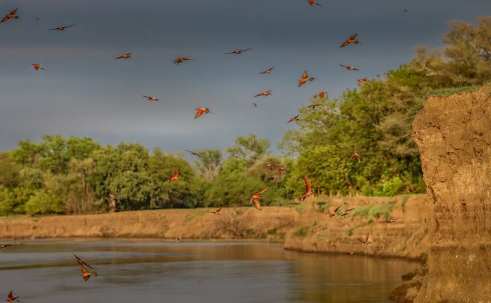 5-tägige Wildlife-Fotoreise – South Luangwa, Sambia