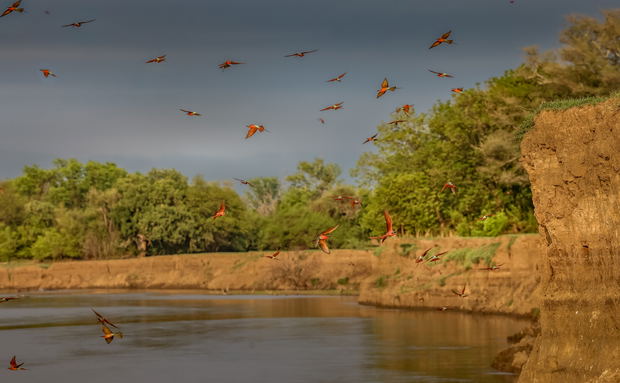 Carmine bee-eaters at msandile river lodge in south luangwa national park