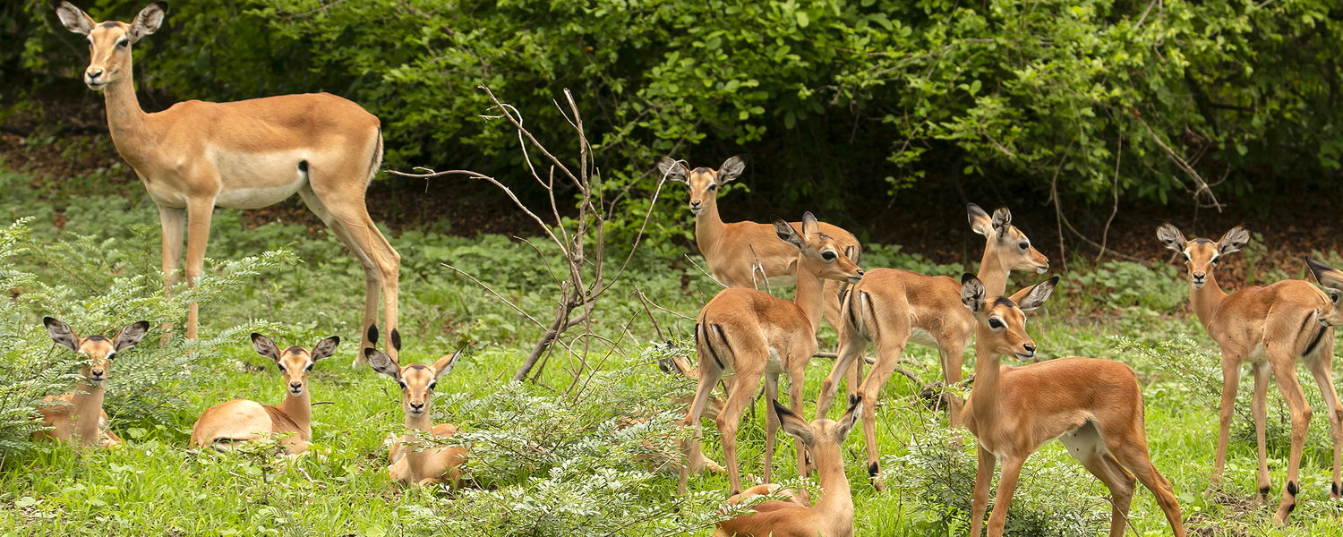 impalas in south luangwa national park