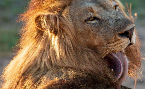 Wildtiere und Nationalparks