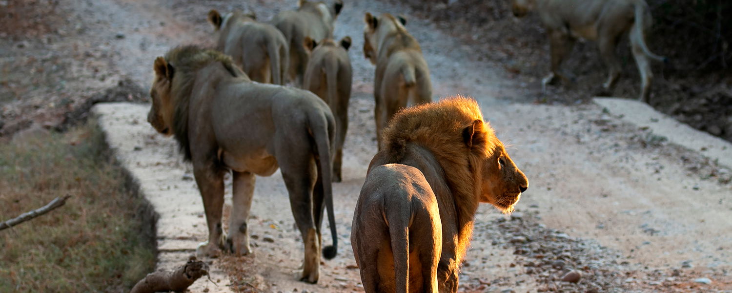 lions on a stroll 