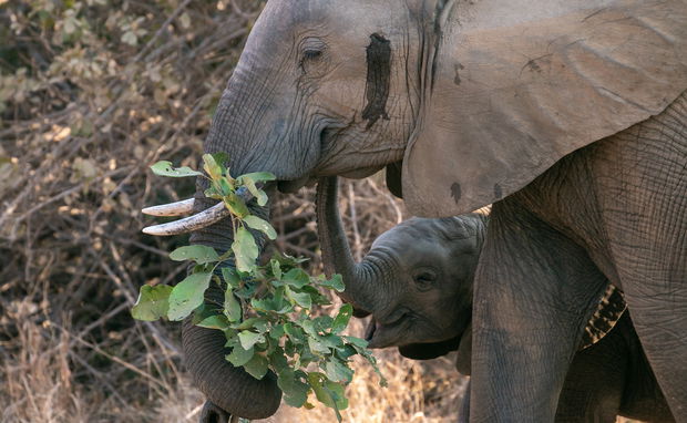 mother and baby elephant eating together