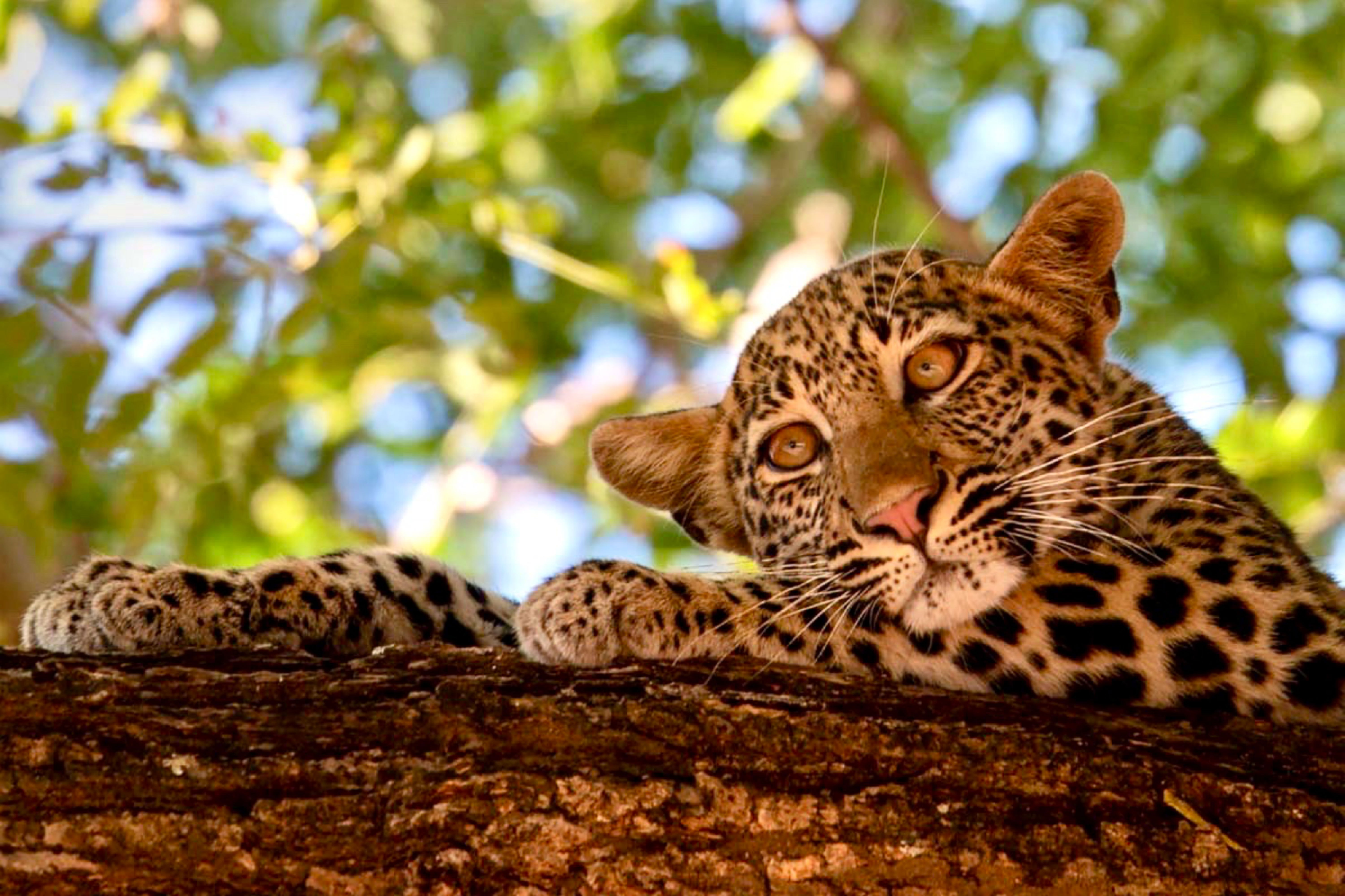 baby leopard at south luangwa msandile River lodge