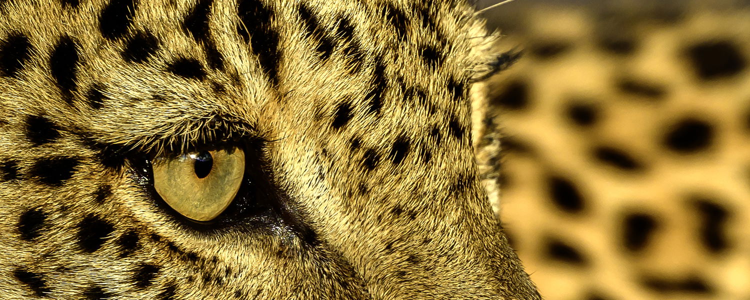 the eye of the leopard taken at msandile river lodge, south luangwa