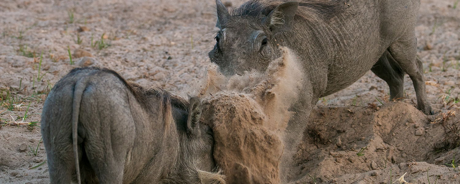 playing warthogs