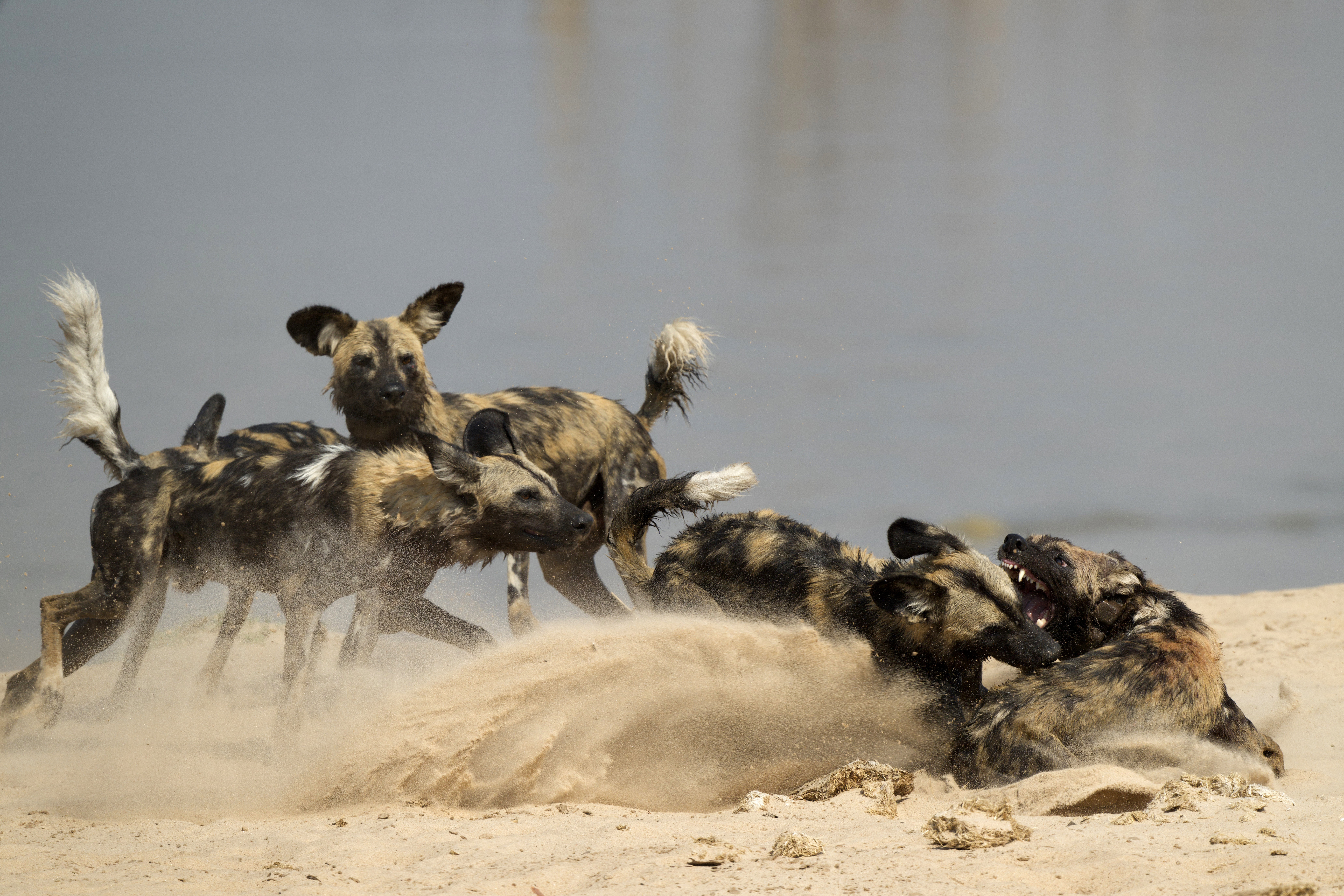 wild dogs fighting