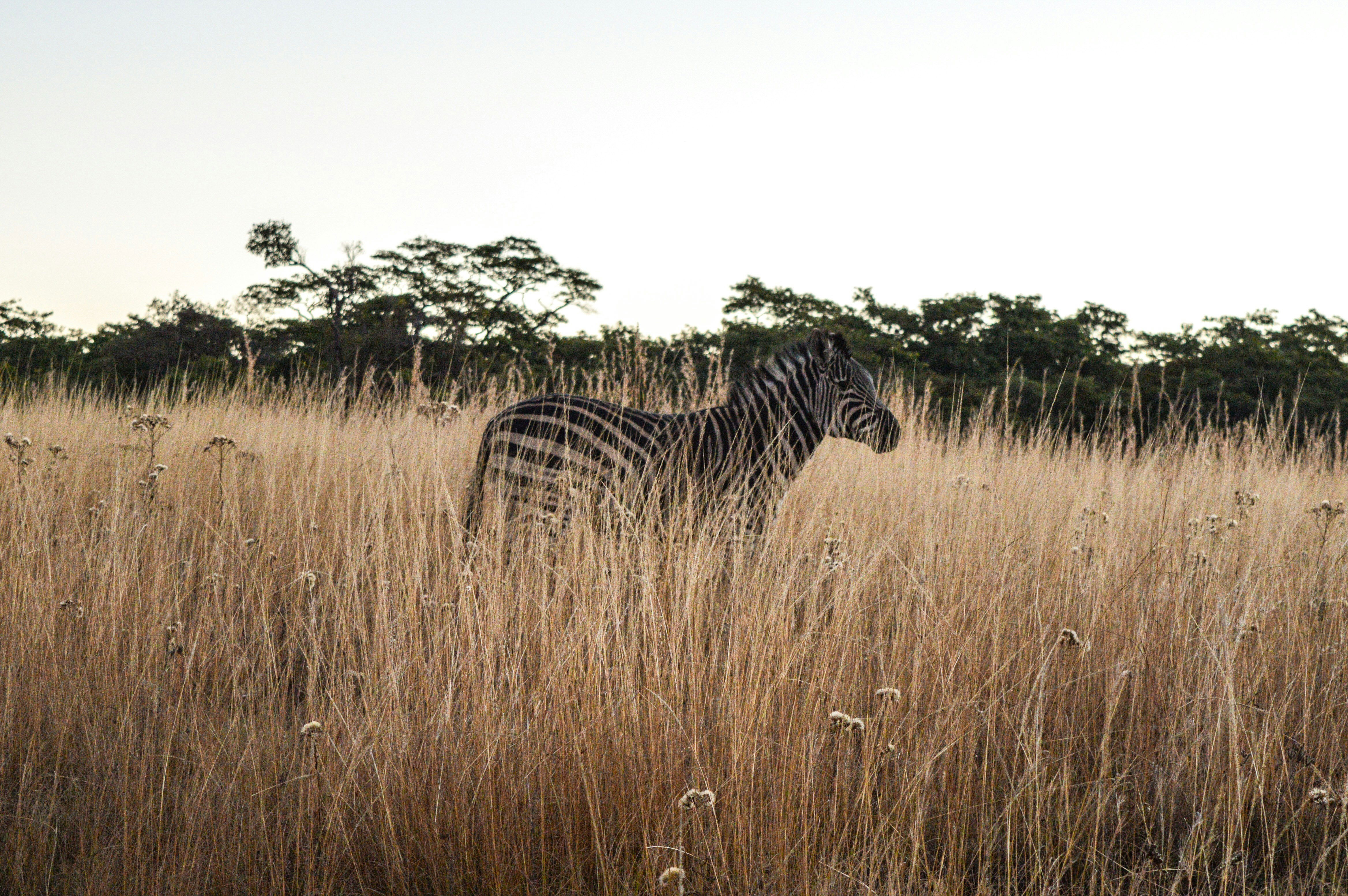 Find and book your self-catering home in Mabalingwe