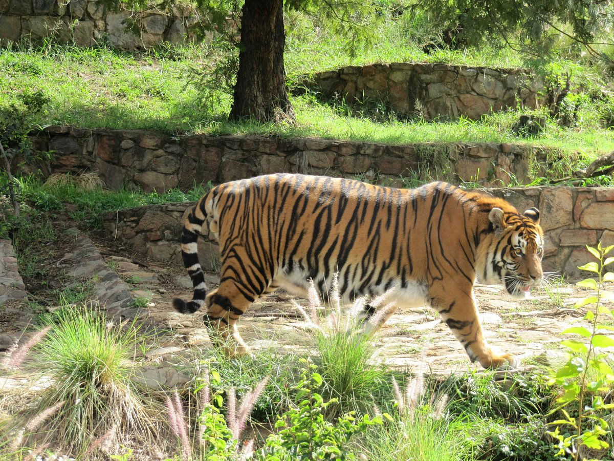 Did Someone Say Zoo?