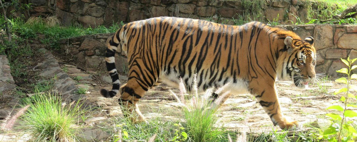 Did Someone Say Zoo?