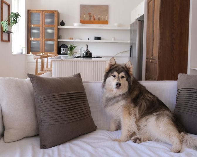 Pet Friendly Stays