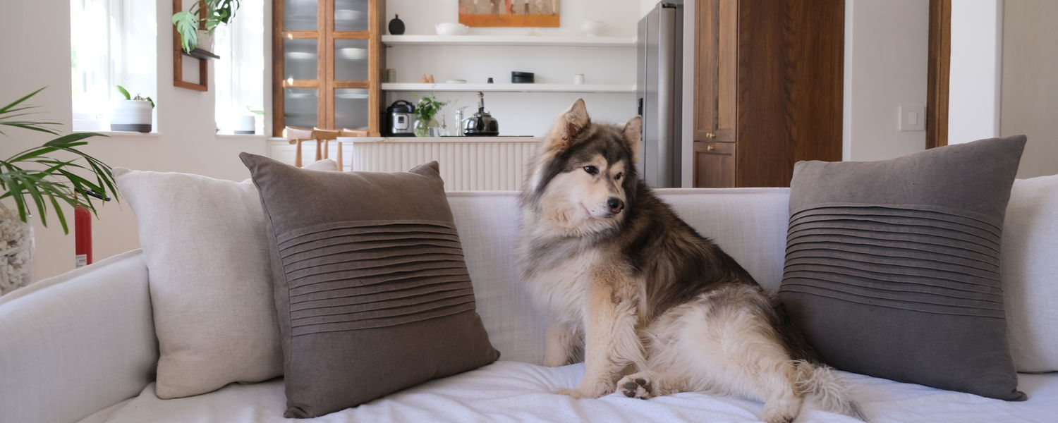 Woof & Wine: Welcoming our Pawfect Guests