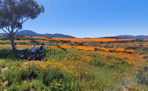 West Coast Floral 4x4 Day Tour