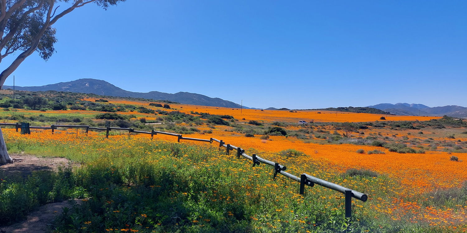 Book a One Day or Multi-Day 4x4 Floral Tour with experienced guides!