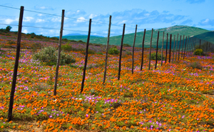 West Coast 7-Day Overlanding 4x4 Floral Lodge Tour