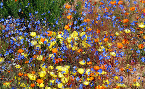 Namaqua Floral 1-Day Tour 2025