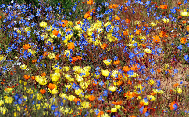 Namaqualand Flowers Namaqualand Flowers