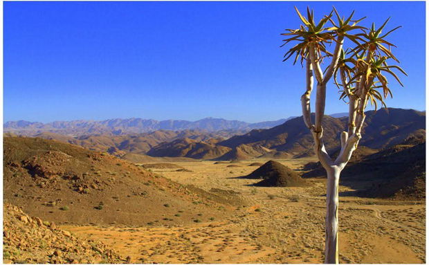 Quiver Tree in the Richtersveld