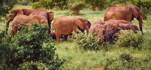 3-Night Package: "Exciting Kruger Expedition and Safari Adventure"