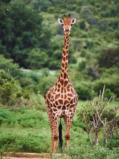 Full Day Kruger Safari