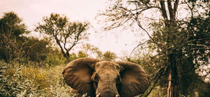 5 Night Package: Ultimate Kruger Adventure