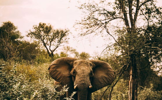 5 Night Package: Ultimate Kruger Adventure