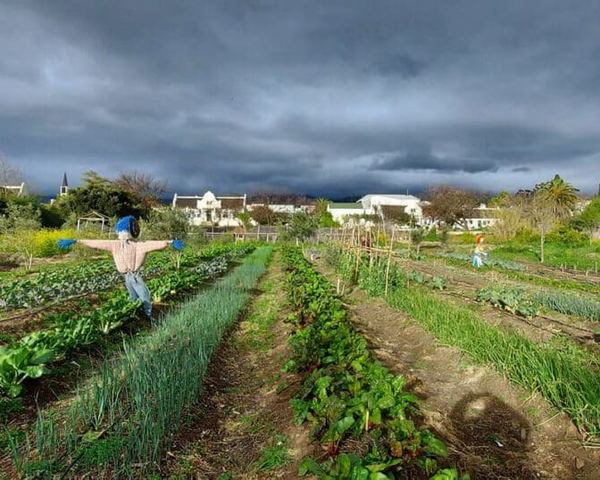 Veg Garden
