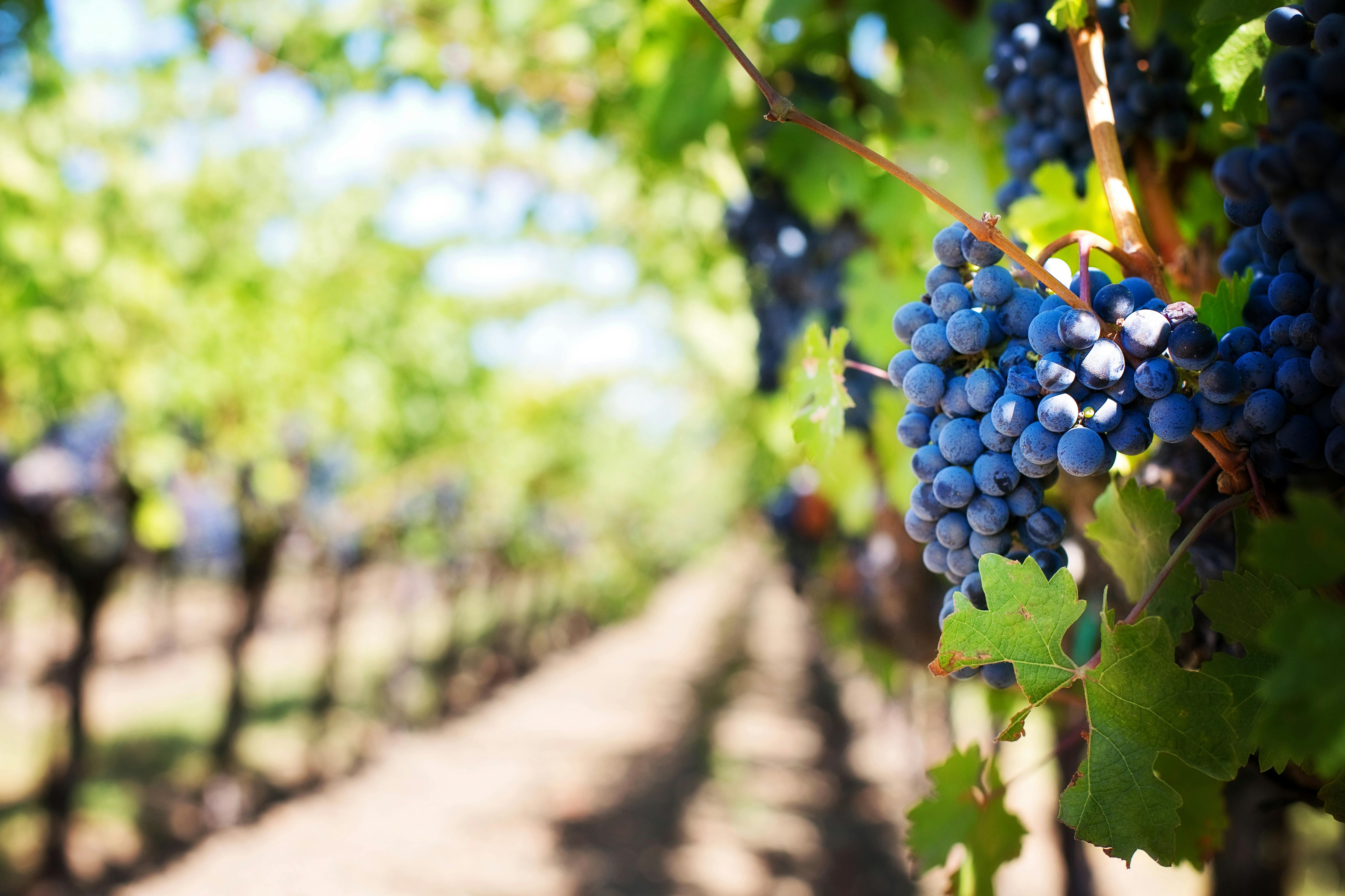 Wine Route