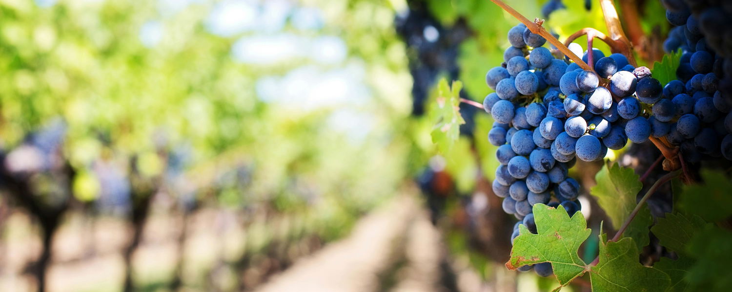 Wine Route