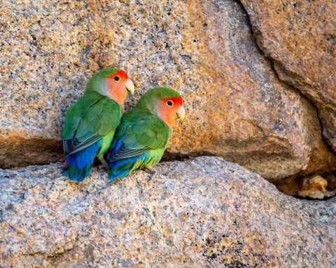 Birding