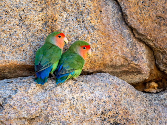 Birding