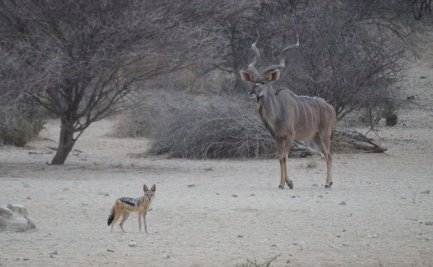 Conservation, Impala, jackal, EMNS