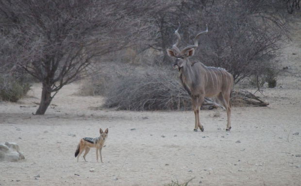 Conservation, Impala, jackal, EMNS Conservation, Impala, jackal, EMNS