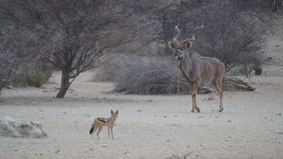 Conservation, Impala, jackal, EMNS Conservation, Impala, jackal, EMNS