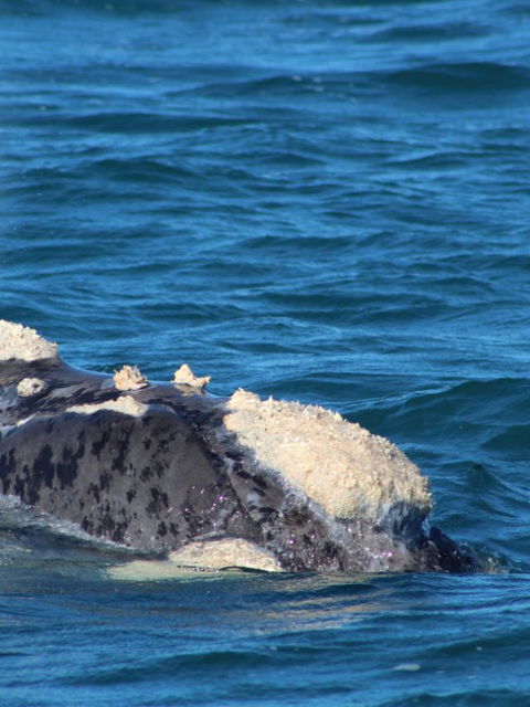 Whalewatching
