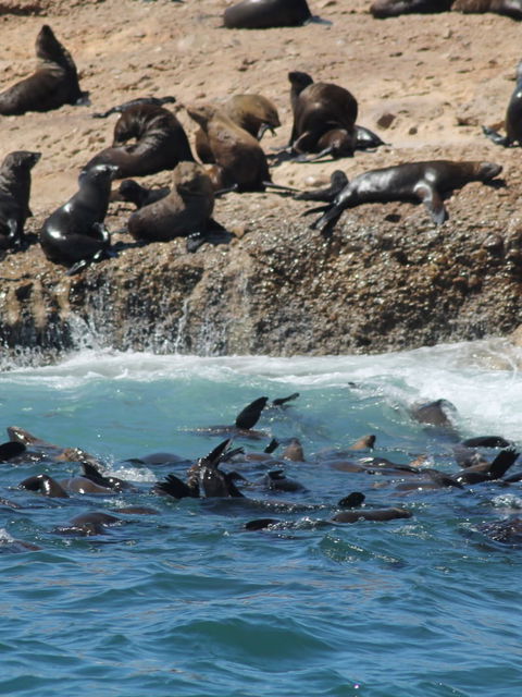 Seal Island Boat Trips