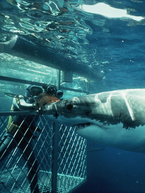 Great White Cage Diving