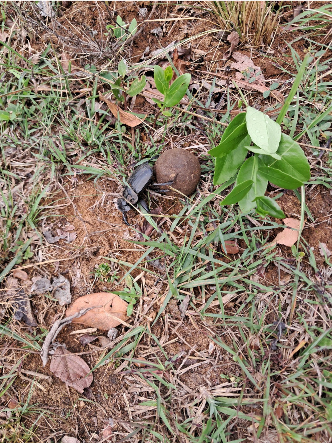 Dung Beetle - Imbabala Hiking Trail St Lucia Kzn 