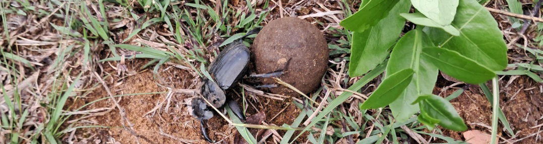 Dung Beetle - Imbabala Hiking Trail St Lucia Kzn 