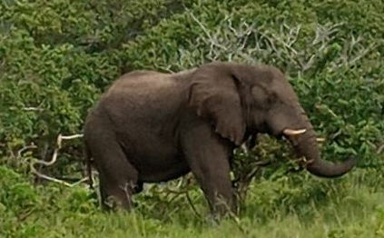 African elephant in the Eastern Shores of iSimangaliso Wetland Park near St Lucia on the road to Cape Vidal, KwaZulu-Natal. African elephant in the Eastern Shores of iSimangaliso Wetland Park near St Lucia on the road to Cape Vidal, KwaZulu-Natal.