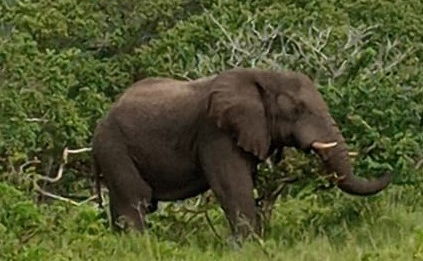 African elephant in the Eastern Shores of iSimangaliso Wetland Park near St Lucia on the road to Cape Vidal, KwaZulu-Natal.