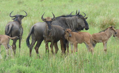 A herd of Blue Wildebeest (Connochaetes taurinus), including males, females, and calves, grazing and moving together in the Shashloui Mfolozi Big Five Game Reserve, KwaZulu-Natal. These iconic African antelopes are commonly seen on safari drives, providing visitors with an authentic Big Five wildlife experience in one of South Africa’s premier conservation areas.