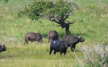 African buffalo herd in iSimangaliso Wetland Park near St Lucia, KwaZulu-Natal, on the road to Cape Vidal, wildlife safari and Big Five viewing