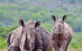 White Rhino & Calf Hluhluwe - iMfoflozi Kzn South Africa