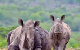 White Rhino & Calf Hluhluwe - iMfoflozi Kzn South Africa White Rhino & Calf Hluhluwe - iMfoflozi Kzn South Africa